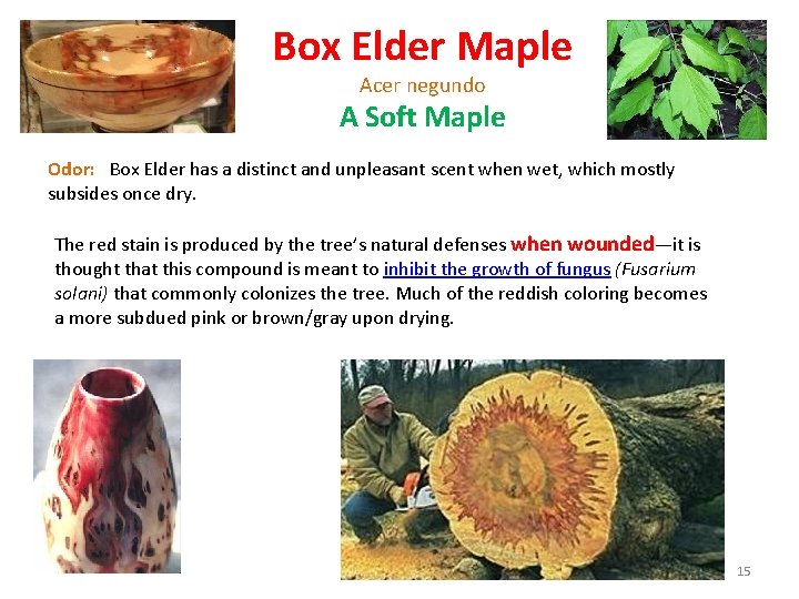 Box Elder Maple Acer negundo A Soft Maple Odor: Box Elder has a distinct