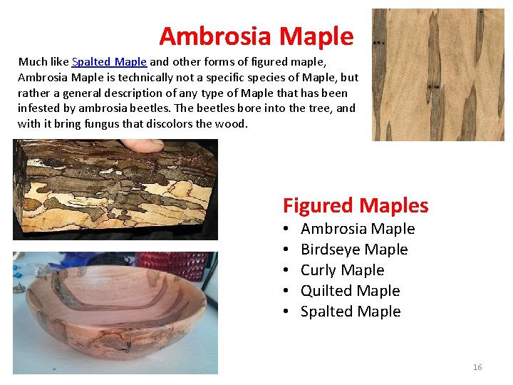 Ambrosia Maple Much like Spalted Maple and other forms of figured maple, Ambrosia Maple