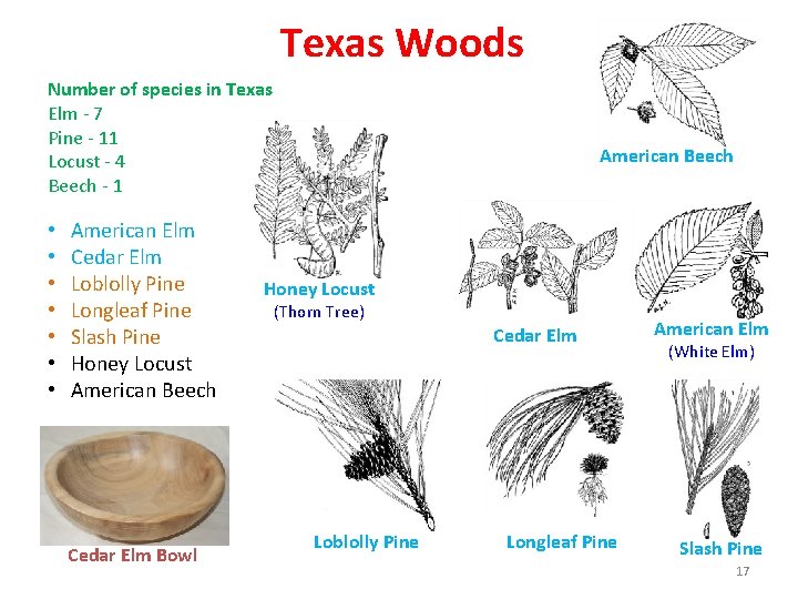 Texas Woods Number of species in Texas Elm - 7 Pine - 11 Locust