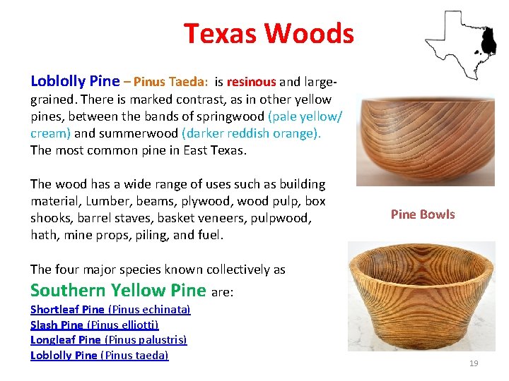 Texas Woods Loblolly Pine – Pinus Taeda: is resinous and large- grained. There is