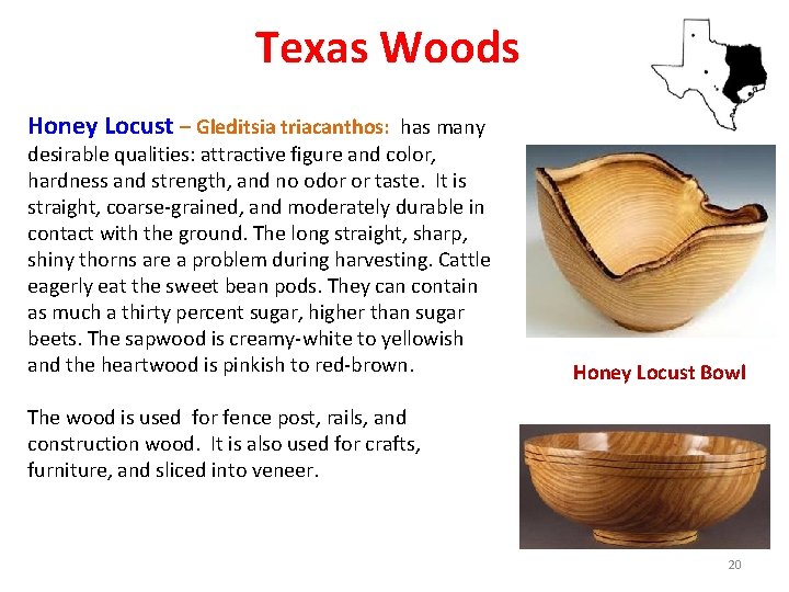 Texas Woods Honey Locust – Gleditsia triacanthos: has many desirable qualities: attractive figure and