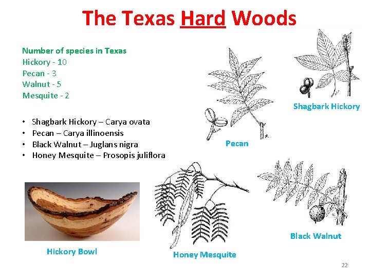 The Texas Hard Woods Number of species in Texas Hickory - 10 Pecan -