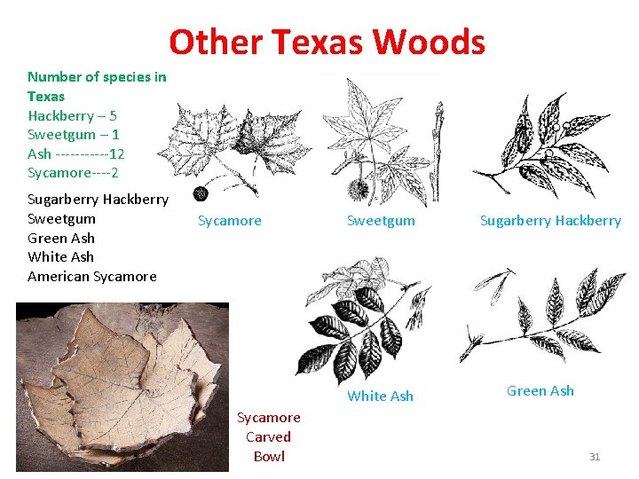 Other Texas Woods Number of species in Texas Hackberry – 5 Sweetgum – 1