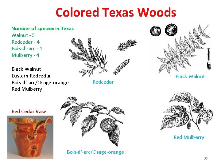 Colored Texas Woods Number of species in Texas Walnut - 5 Redcedar - 4