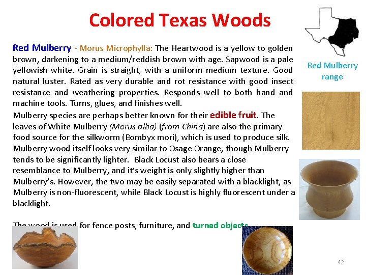 Colored Texas Woods Red Mulberry - Morus Microphylla: The Heartwood is a yellow to