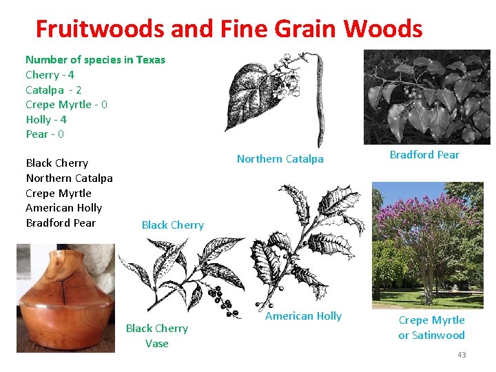 Fruitwoods and Fine Grain Woods Number of species in Texas Cherry - 4 Catalpa