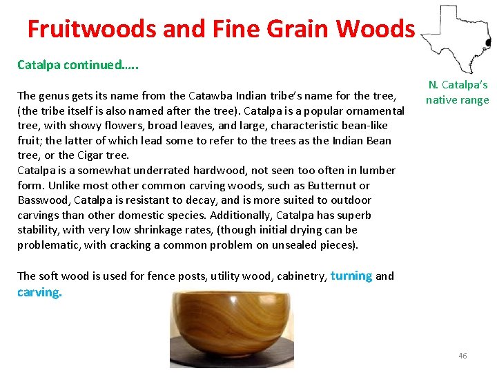 Fruitwoods and Fine Grain Woods Catalpa continued…. . The genus gets its name from