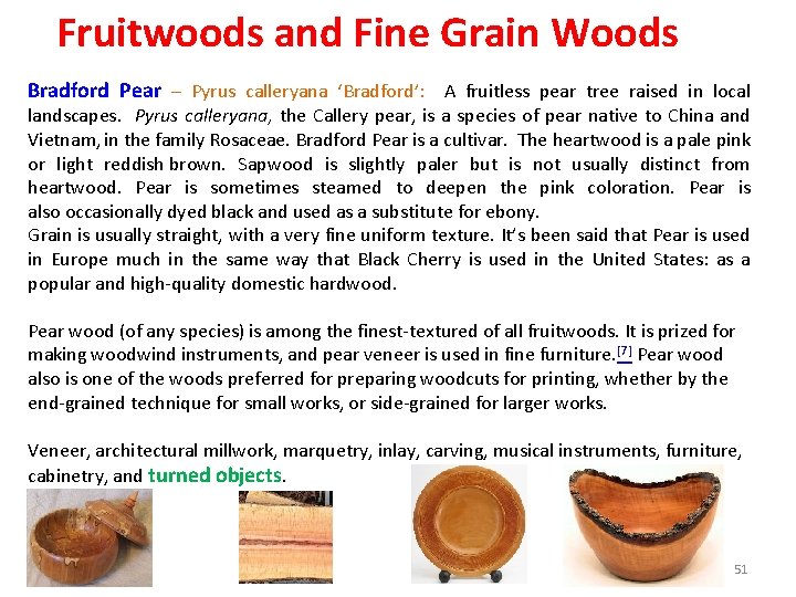 Fruitwoods and Fine Grain Woods Bradford Pear – Pyrus calleryana ‘Bradford’: A fruitless pear