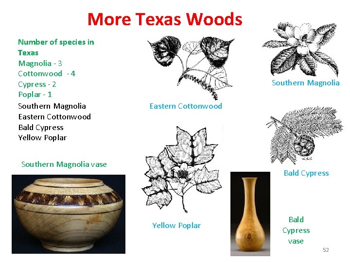 More Texas Woods Number of species in Texas Magnolia - 3 Cottonwood - 4