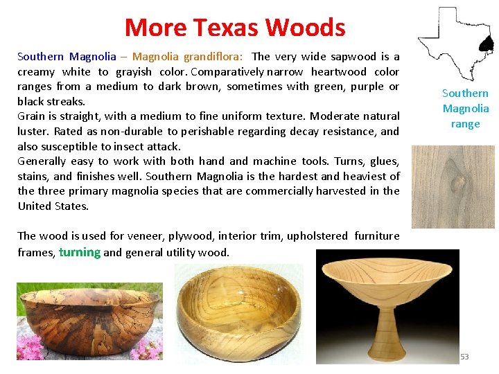 More Texas Woods Southern Magnolia – Magnolia grandiflora: The very wide sapwood is a