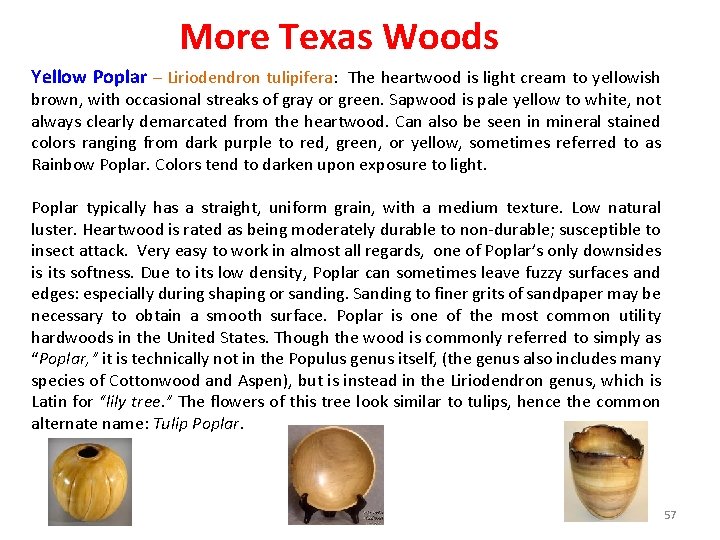 More Texas Woods Yellow Poplar – Liriodendron tulipifera: The heartwood is light cream to
