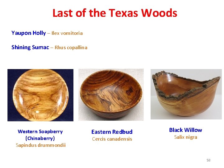 Last of the Texas Woods Yaupon Holly – Ilex vomitoria Shining Sumac – Rhus