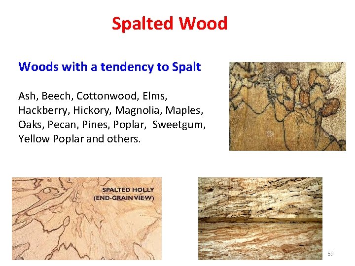 Spalted Woods with a tendency to Spalt Ash, Beech, Cottonwood, Elms, Hackberry, Hickory, Magnolia,