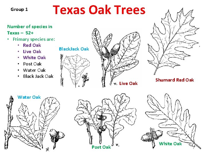 Group 1 Texas Oak Trees Number of species in Texas – 52+ • Primary