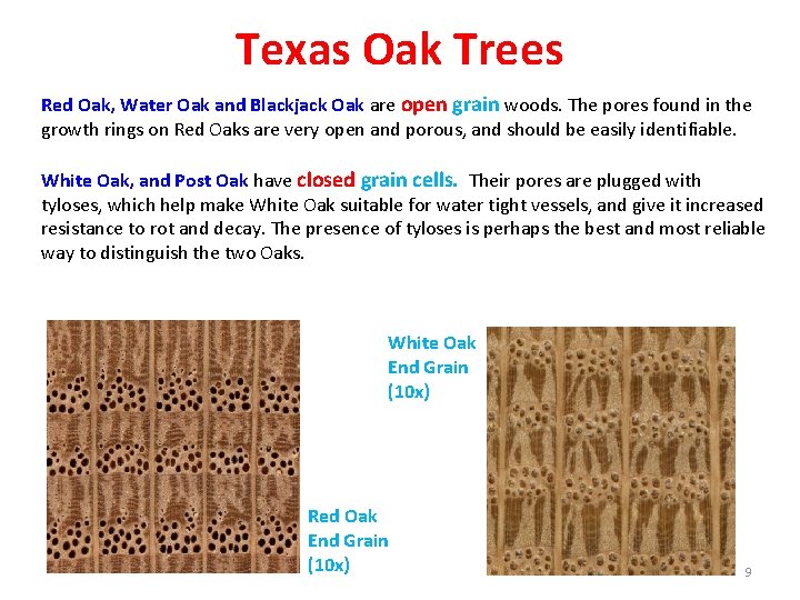 Texas Oak Trees Red Oak, Water Oak and Blackjack Oak are open grain woods.