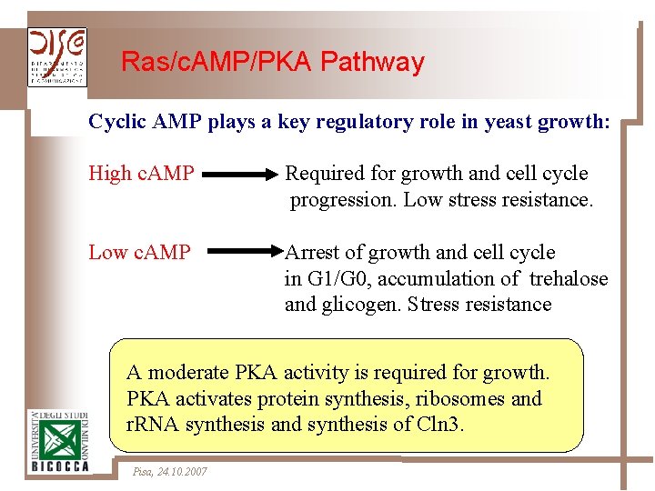 Ras/c. AMP/PKA Pathway Cyclic AMP plays a key regulatory role in yeast growth: High