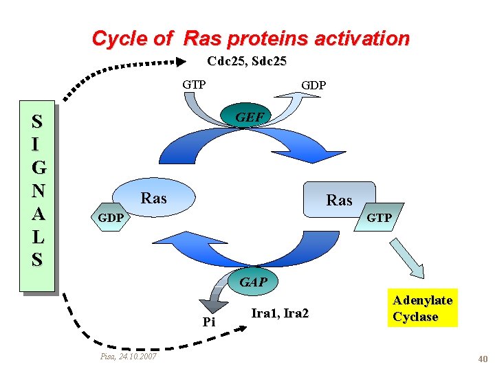 Cycle of Ras proteins activation Cdc 25, Sdc 25 GTP S I G N