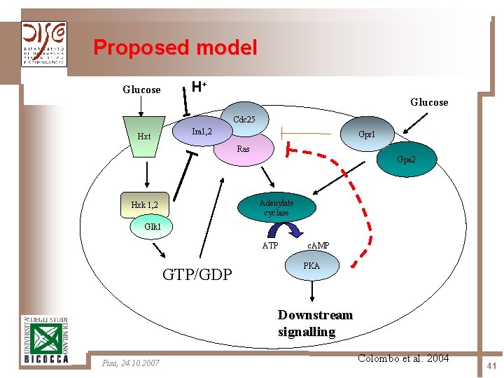 Proposed model H+ Glucose Cdc 25 Ira 1, 2 Hxt Gpr 1 Ras Gpa