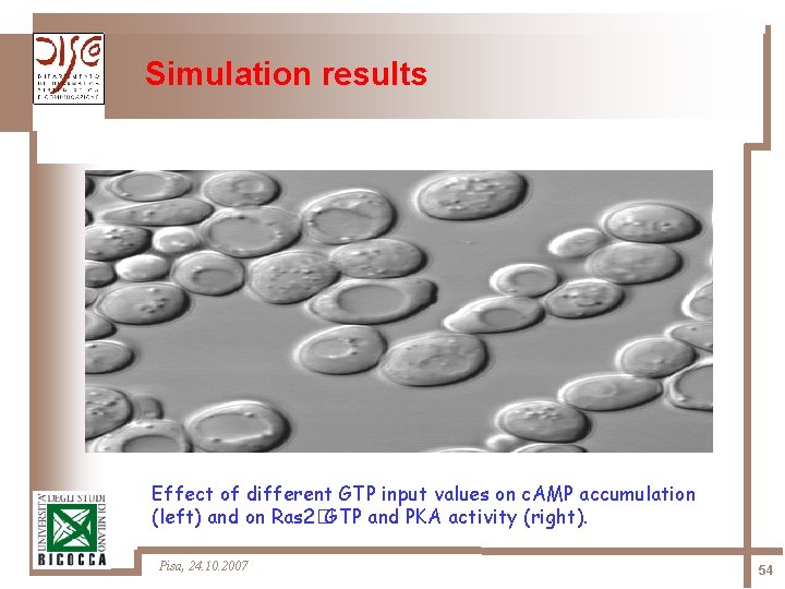 Simulation results Effect of different GTP input values on c. AMP accumulation (left) and