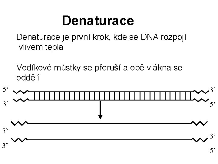 Denaturace je první krok, kde se DNA rozpojí vlivem tepla Vodíkové můstky se přeruší