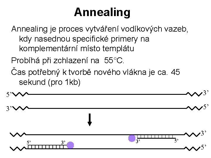 Annealing je proces vytváření vodíkových vazeb, kdy nasednou specifické primery na komplementární místo templátu