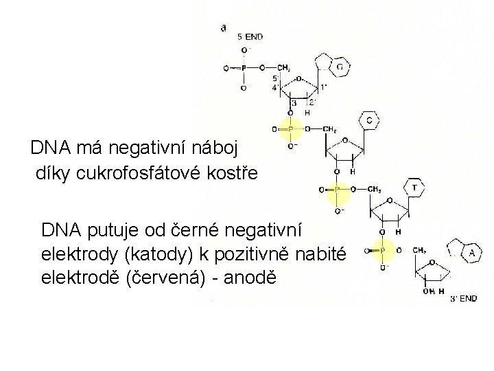 DNA má negativní náboj díky cukrofosfátové kostře DNA putuje od černé negativní elektrody (katody)
