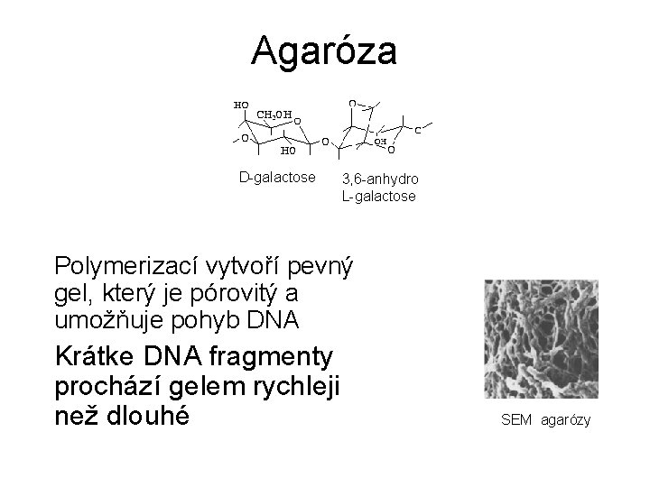 Agaróza D-galactose 3, 6 -anhydro L-galactose Polymerizací vytvoří pevný gel, který je pórovitý a