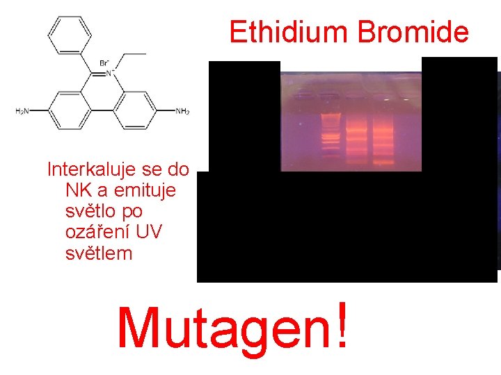 Ethidium Bromide Interkaluje se do NK a emituje světlo po ozáření UV světlem Mutagen!