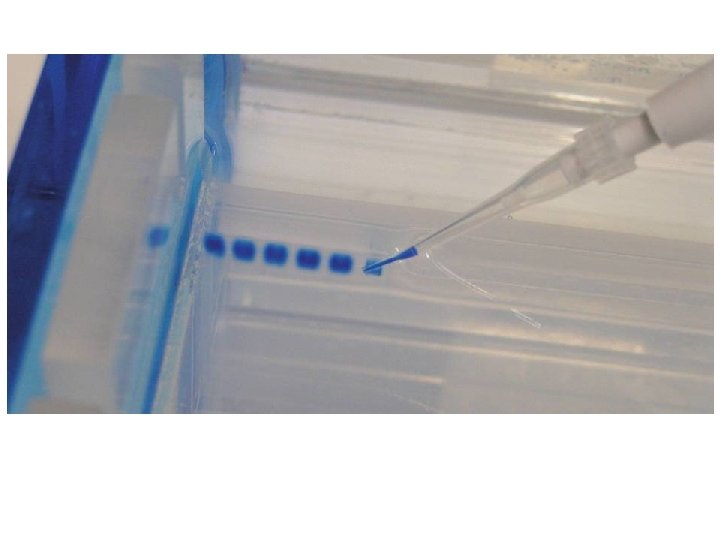 Loading the Gel Carefully place the pipette tip inside a well and gently/slowly expel