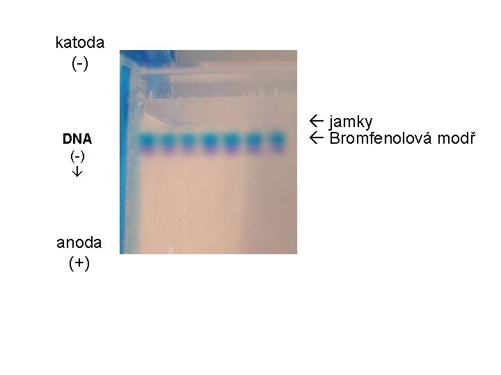 katoda (-) DNA (-) anoda (+) jamky Bromfenolová modř 