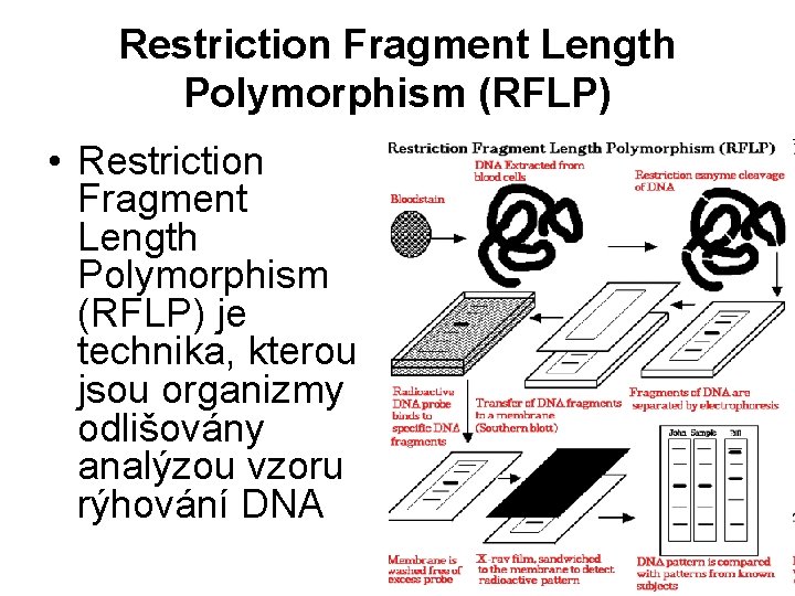 Restriction Fragment Length Polymorphism (RFLP) • Restriction Fragment Length Polymorphism (RFLP) je technika, kterou