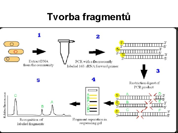 Tvorba fragmentů 