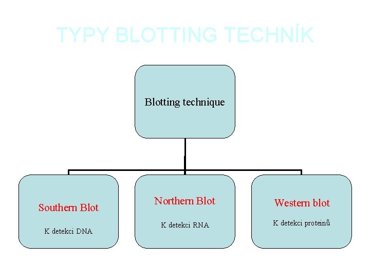 TYPY BLOTTING TECHNÍK Blotting technique Southern Blot K detekci DNA Northern Blot Western blot