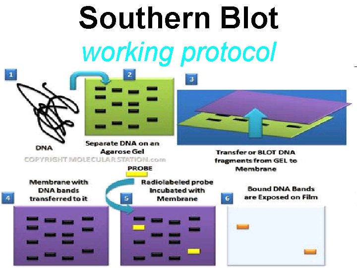 Southern Blot working protocol 