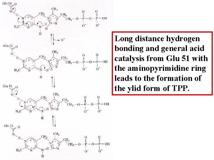 Long distance hydrogen bonding and general acid catalysis from Glu 51 with the aminopyrimidine