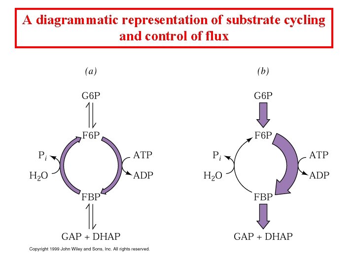 A diagrammatic representation of substrate cycling and control of flux 