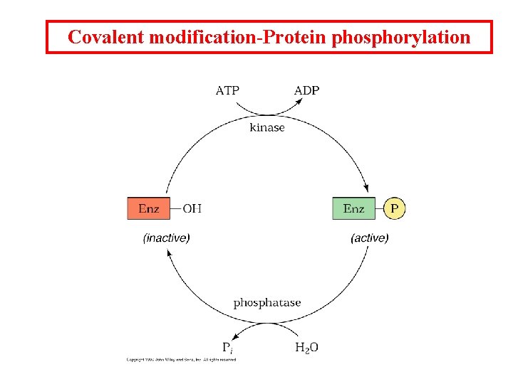 Covalent modification-Protein phosphorylation 