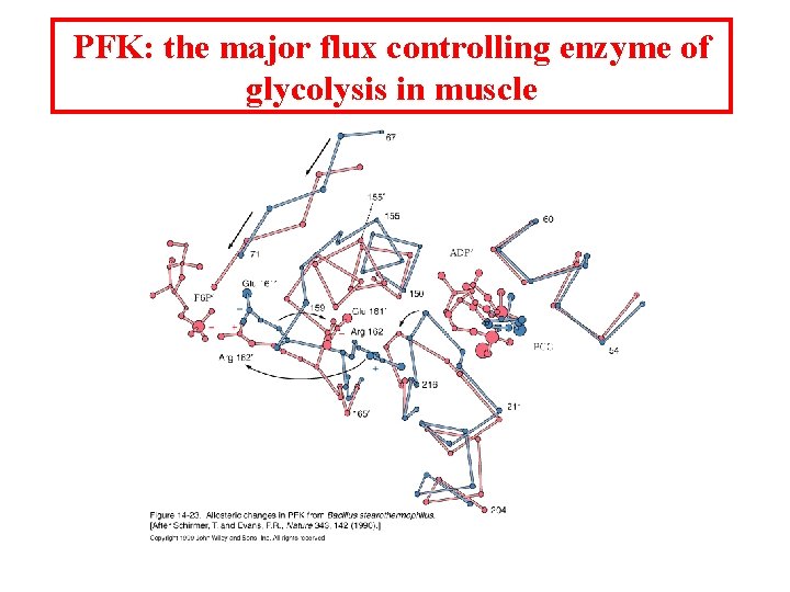 PFK: the major flux controlling enzyme of glycolysis in muscle 