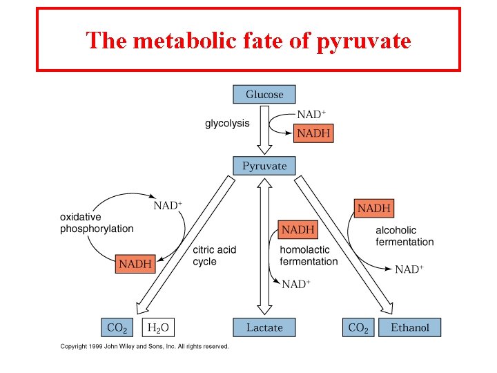 The metabolic fate of pyruvate 