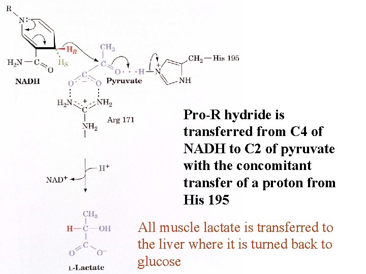 Pro-R hydride is transferred from C 4 of NADH to C 2 of pyruvate