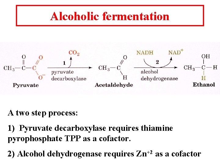 Alcoholic fermentation A two step process: 1) Pyruvate decarboxylase requires thiamine pyrophosphate TPP as
