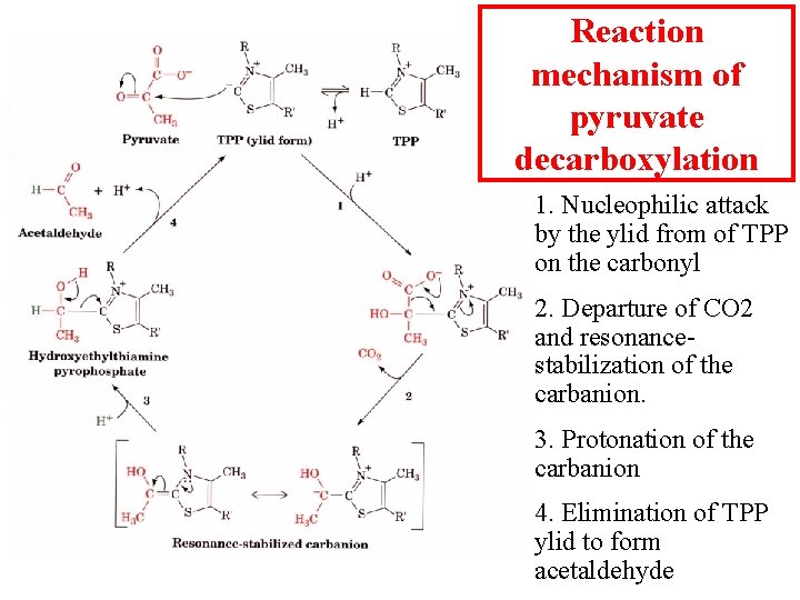 Reaction mechanism of pyruvate decarboxylation 1. Nucleophilic attack by the ylid from of TPP