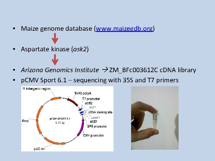  • Maize genome database (www. maizegdb. org) • Aspartate kinase (ask 2) •