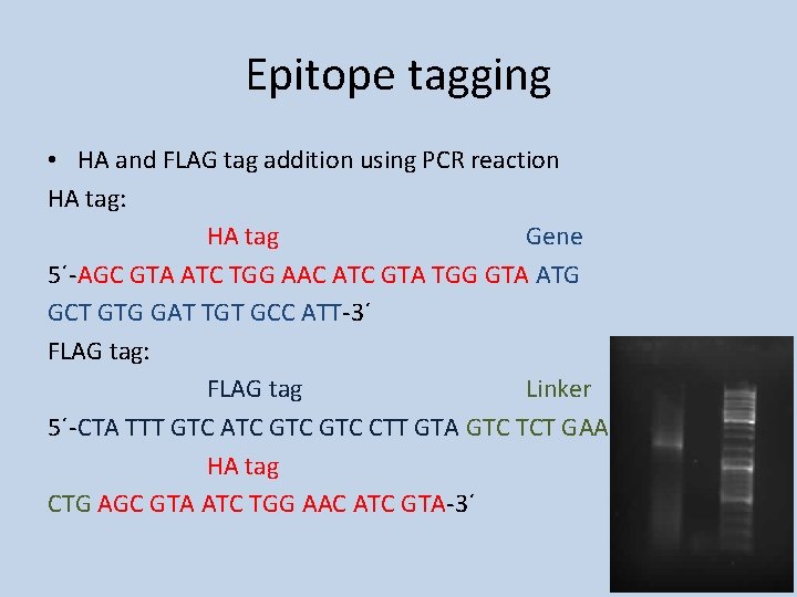 Epitope tagging • HA and FLAG tag addition using PCR reaction HA tag: HA