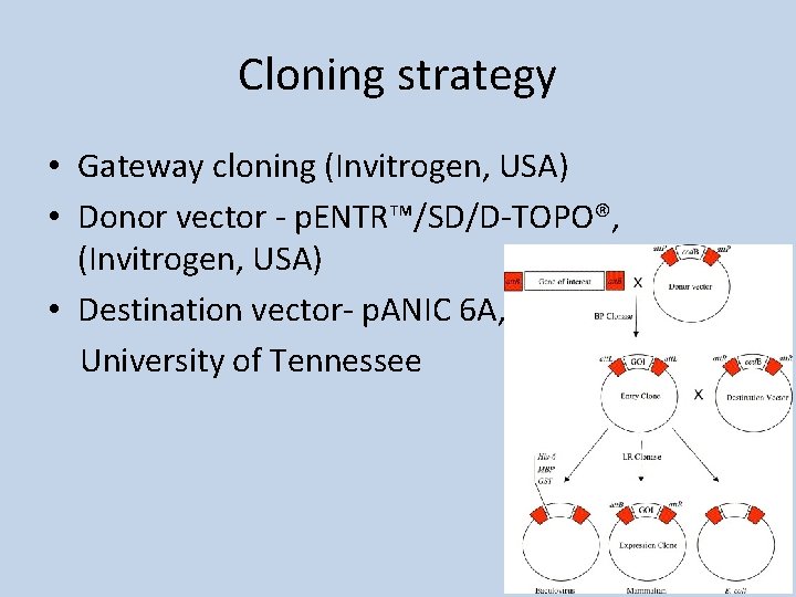Cloning strategy • Gateway cloning (Invitrogen, USA) • Donor vector - p. ENTR™/SD/D-TOPO®, (Invitrogen,