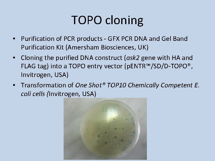 TOPO cloning • Purification of PCR products - GFX PCR DNA and Gel Band