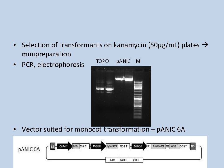  • Selection of transformants on kanamycin (50μg/m. L) plates minipreparation TOPO p. ANIC