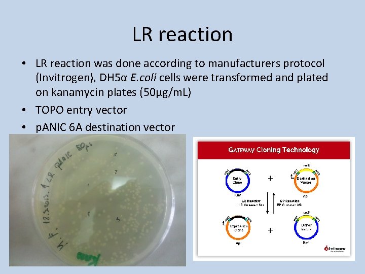 LR reaction • LR reaction was done according to manufacturers protocol (Invitrogen), DH 5α