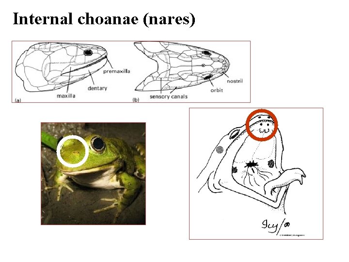 Internal choanae (nares) 