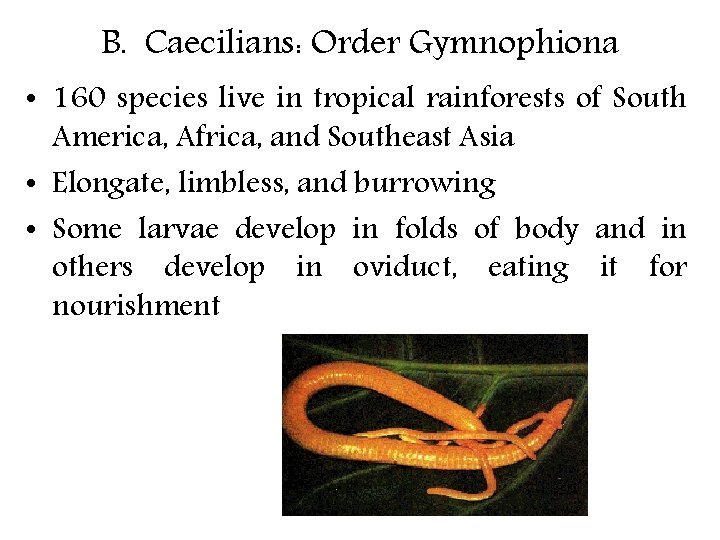 B. Caecilians: Order Gymnophiona • 160 species live in tropical rainforests of South America,